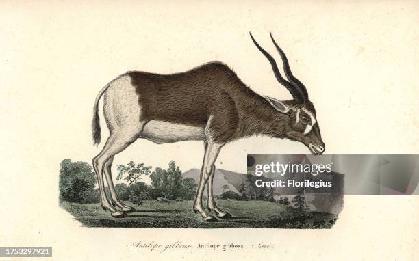 Addax or screwhorn antelope, Addax nasomaculatus. Critically endangered. Handcoloured copperplate engraving from Rene Primevere Lesson's Complements...