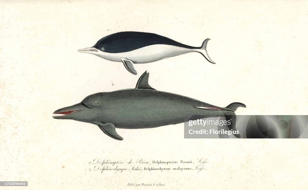 Southern right whale dolphin and pantropical spotted dolphin