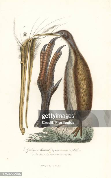 Southern brown kiwi or tokoeka, Apteryx australis. Beak and foot. Handcoloured copperplate engraving from Rene Primevere Lesson's Complements de...
