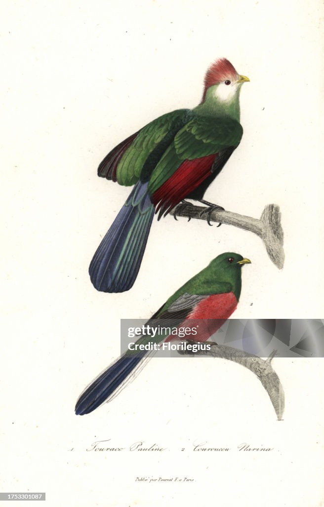 Red-crested turaco and Narina trogon