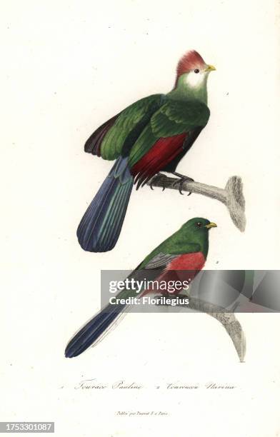 Red-crested turaco, Tauraco erythrolophus, and Narina trogon, Apaloderma narina . Handcoloured copperplate engraving from Rene Primevere Lesson's...