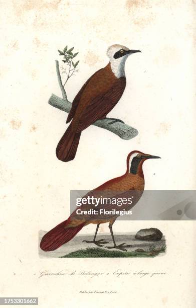 White-crested laughingthrush , Garrulax leucolophus belangeri, and Malaysian rail-babbler, Eupetes macrocerus. Handcoloured copperplate engraving...