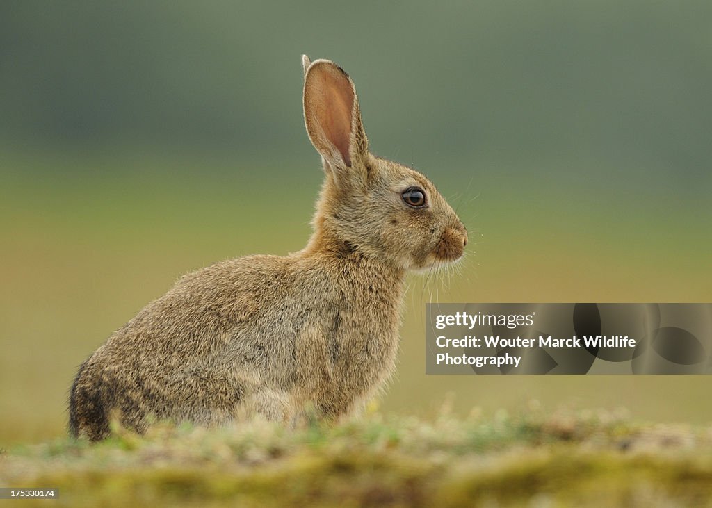 Juvenile European wild rabbit