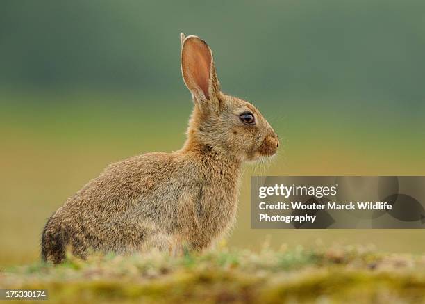 juvenile european wild rabbit - rabbit burrow stock pictures, royalty-free photos & images