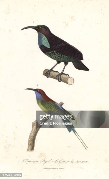 Paradise riflebird, Ptiloris paradiseus, and blue-throated bee-eater, Merops viridis. Handcoloured copperplate engraving from Rene Primevere Lesson's...