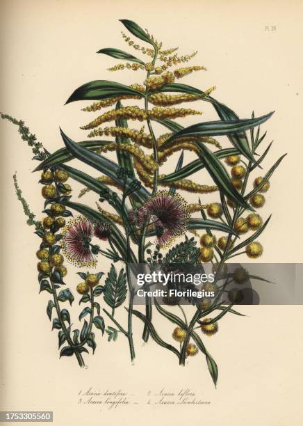 Toothed acacia, Acacia dentifera, twin-flowered, Acacia biflora, long-leaved, Acacia longifolia, and Mr. Lambert's acacia, Acacia lambertiana....