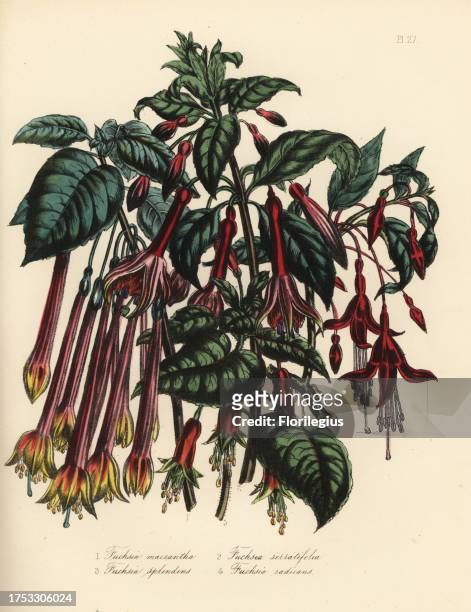 Long-flowered fuchsia, Fuchsia macrantha, serrated-leaved, Fuchsia serratifolia, splendid, Fuchsia splendens, and rooting fuchsia, Fuchsia radicans....