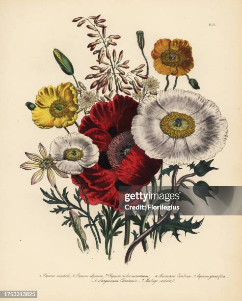 Oriental poppy, Papaver orientale, alpine poppy, Papaver alpinum, orange-red poppy, P. Rubro-aurantiacum, common Welsh poppy, Meconopsis cambrica,...