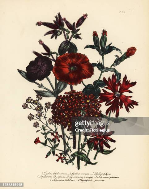 Scarlet lychnis, Lychnis chalcedonica, Chinese lychnis, Lychnis coronata, fulgent lychnis, Lychnis fulgens, Bunge's scarlet campion, Agrostemma...