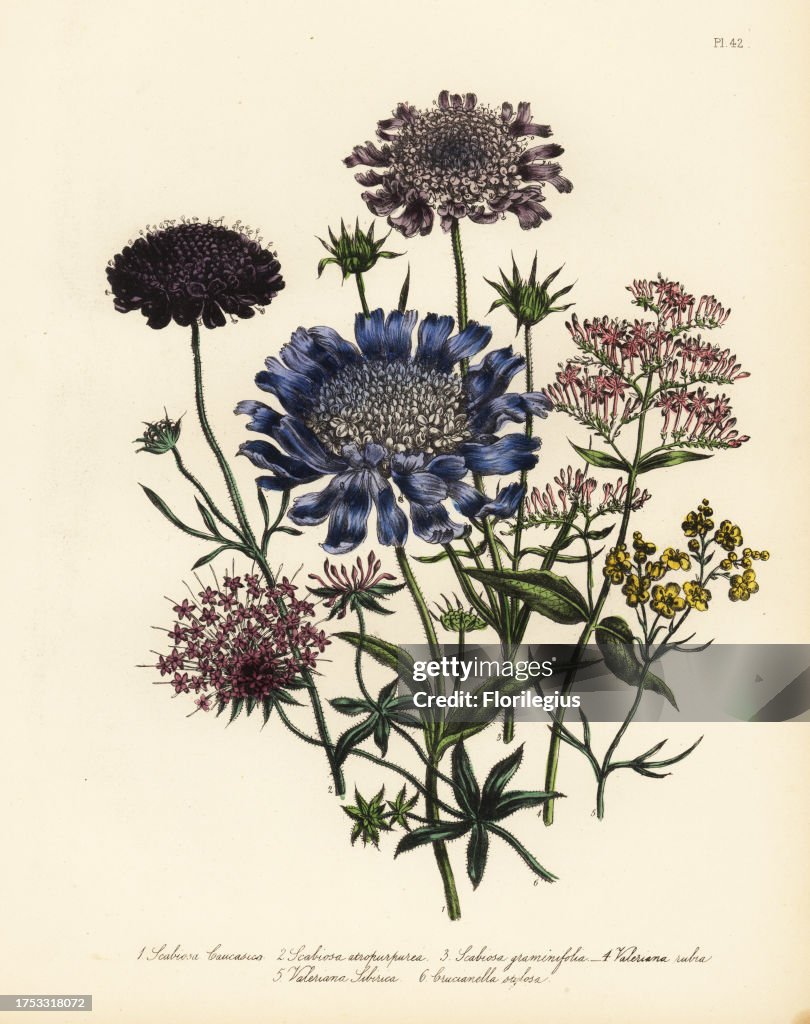 Scabious and valerian species