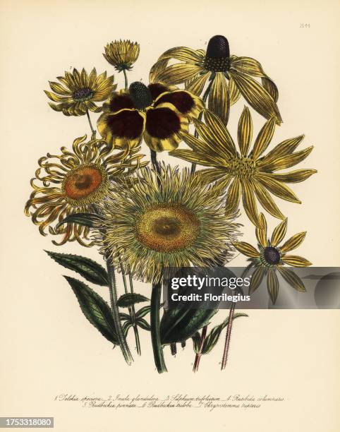 Showy telekia, Telekia speciosa, glandulous elecampane, Inula glandulosa, trifoliate siliphium, Siliphium trifoliatum, Ratibida columnaris, pinnated...