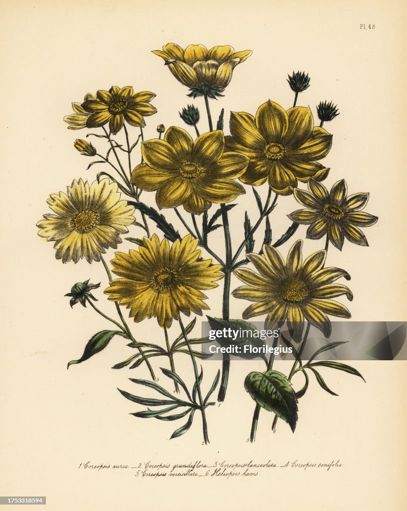 Coreopsis species