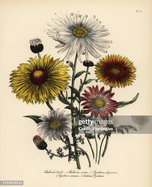 Two-coloured gaillardia, Gaillardia bicolor, bristly gaillardia, Gaillardia aristata, large marsh ox-eye, Pyrethrum uliginosum, scarlet...