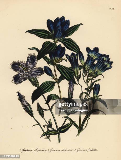 Soapwort-like gentian, Gentiana saponaria, porcelain-flowered gentian, Gentiana ascendens, and fringe-flowered gentianella, Gentiana fimbriata....