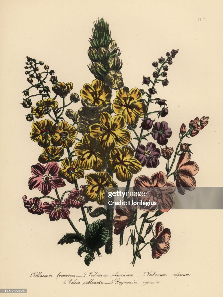 Verbascum species