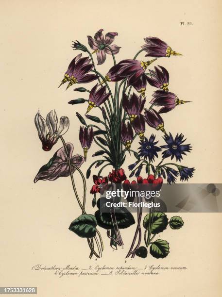 Dr. Mead's American cowslip, Dodecathon meadia, angular-leaved cyclamen, Cyclamen repandum, spring cyclamen, Cyclamen vernum, Persian cyclamen,...