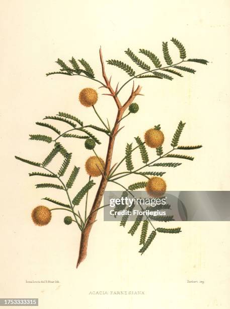 Sweet acacia or needle bush, Acacia farnesiana. Handcoloured lithograph by D. Blair after an illustration by Lena Lowis from her Familiar Indian...