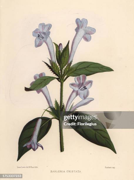 Philippine violet, bluebell barleria or crested Philippine violet, Barleria cristata. Handcoloured lithograph by D. Blair after an illustration by...