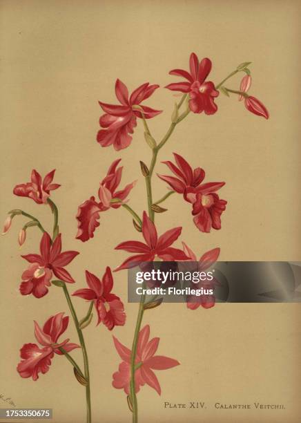 Christmas orchid hybrid, Calanthe x veitchii. Chromolithograph by Hatch Company after a botanical illustration by Harriet Stewart Miner from Orchids,...