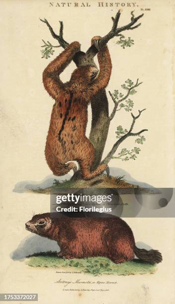 Three-toed sloth, Bradypus tridactylus, and Alpine marmot, Marmota marmota . Handcoloured copperplate engraving after Sydenham Edwards from John...