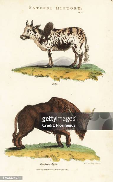 Zebu humped cattle, Bos indicus, and European bison, Bison bonasus. Handcoloured copperplate engraving after Sydenham Edwards from John Mason Good's...