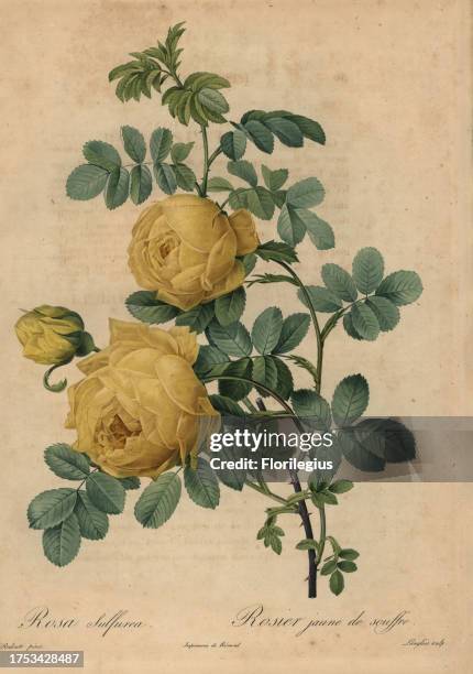 Ulpur Rasel 3,642 Yellow Roses Garden Stock Photos, High-Res Pictures, and Images ...
