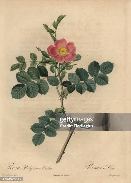 Pink sweetbriar rose, Rosa rubiginosa cretica, Rosier de Crete. Stipple copperplate engraving by Pierre Gabriel Langlois handcoloured a la poupee...