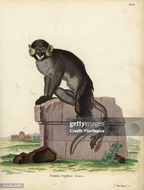 Cercopithecus Rabacus Cercopithecus Cephus Photos and Premium High Res Pictures - Getty Images