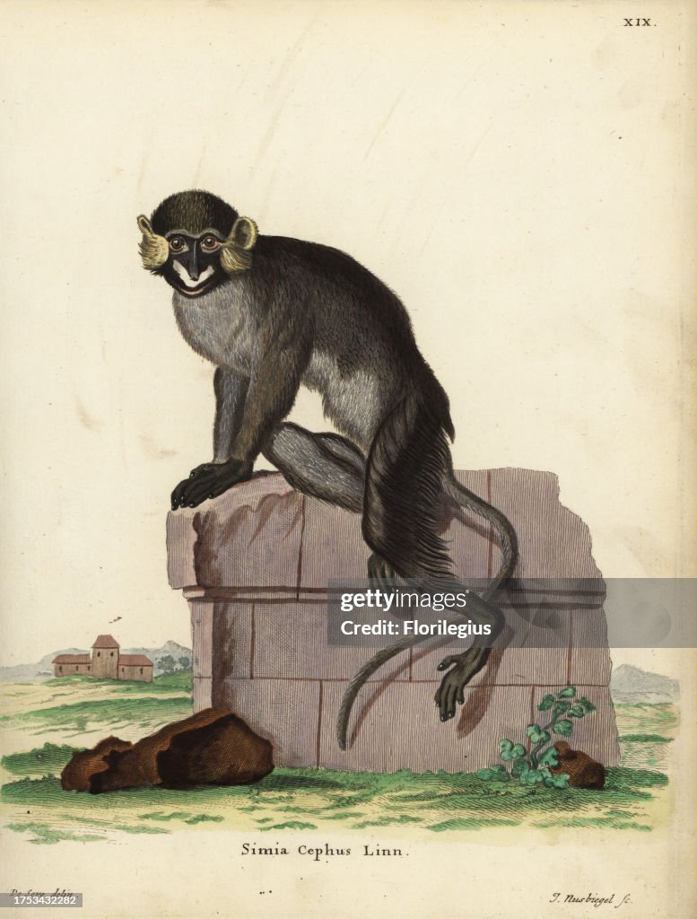Moustached guenon or moustached monkey, Cercopithecus cephus