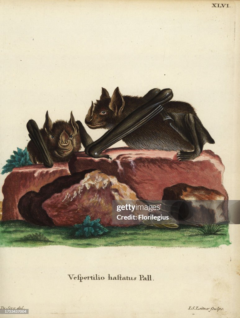 Greater spear-nosed bat, Phyllostomus hastatus