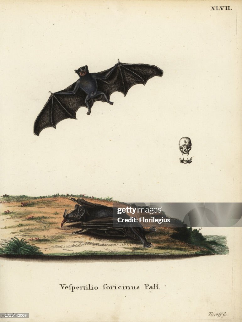 Greater spear-nosed bat, Phyllostomus hastatus