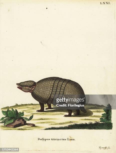 Brazilian three-banded armadillo, Tolypeutes tricinctus. Dasypus tricinctus Linn. Handcoloured copperplate engraving by Tyroff from Johann Christian...