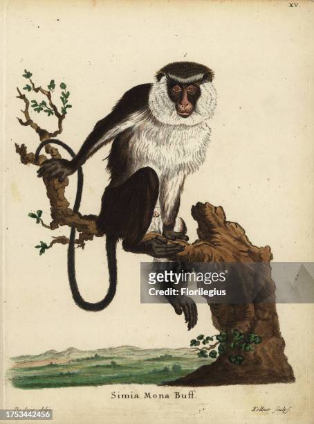 Mona monkey or mona guenon, Cercopithecus mona. Simia mona Buff. Handcoloured copperplate engraving by Joseph Kellner after an illustration by...