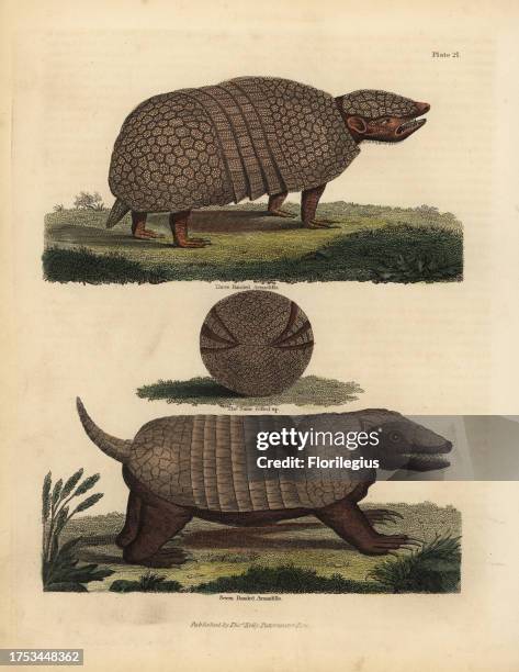 Brazilian three-banded armadillo, Tolypeutes tricinctus, vulnerable, and seven-banded armadillo, Dasypus septemcinctus. Three-Banded Armadillo,...