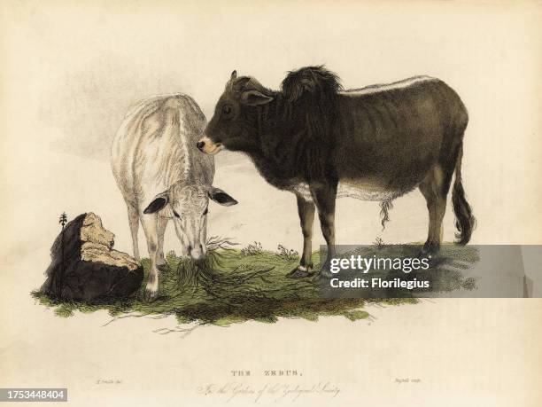 Zebu, indicine cattle or humped cattle, Bos primigenius indicus The Zebus in the Gardens of the Zoological Society. Handcoloured copperplate engraved...