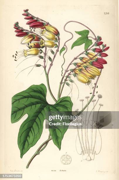 Spanish flag or fire vine, Ipomoea lobata . Handcoloured copperplate engraving by G. Barclay after Miss Sarah Drake from John Lindley and Robert...