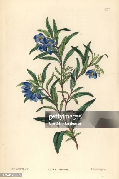 Australian bluebell, Billardiera fusiformis. . Handcoloured copperplate engraving by G. Barclay after Miss Sarah Drake from John Lindley and Robert...