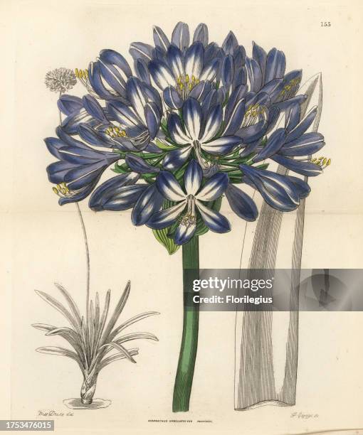 African blue lily, Agapanthus praecox subsp. Orientalis . Handcoloured copperplate engraving by J. George after Miss Sarah Drake from John Lindley...