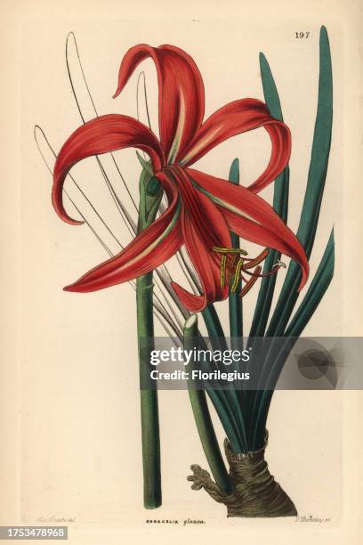 Aztec lily, Sprekelia formosissima. Glaucous Jacobean lily, Sprekelia glauca. Handcoloured copperplate engraving by G. Barclay after Miss Sarah Drake...