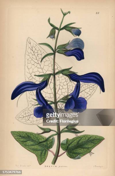 Large blue Mexican sage, Salvia patens. Handcoloured copperplate engraving by G. Barclay after Miss Sarah Drake from John Lindley and Robert Sweet's...