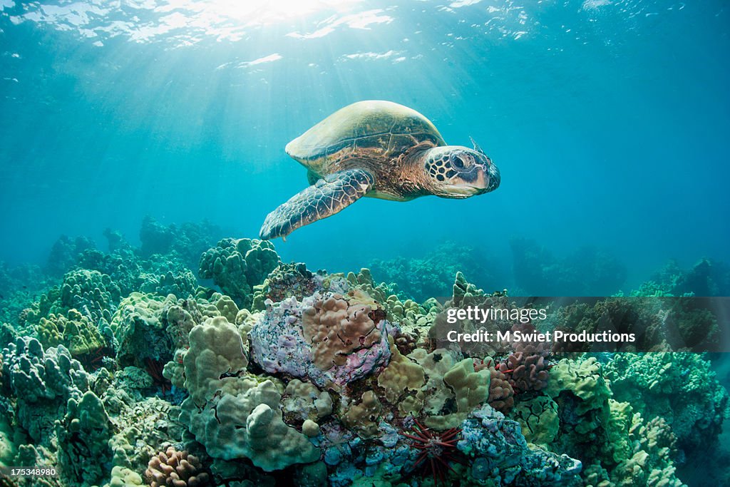 Sea turtle light reef