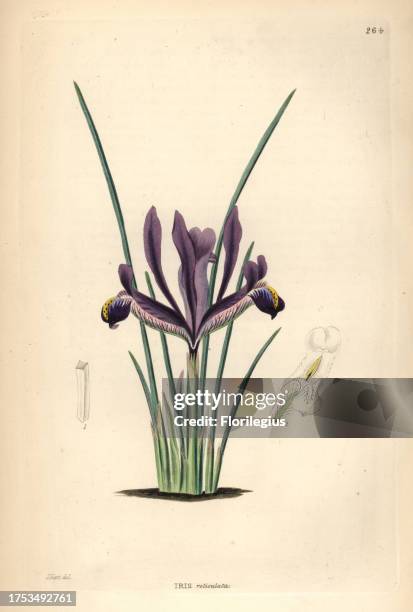 Netted iris, Iris reticulata . Handcoloured copperplate engraving after J. Hart from John Lindley and Robert Sweet's Ornamental Flower Garden and...
