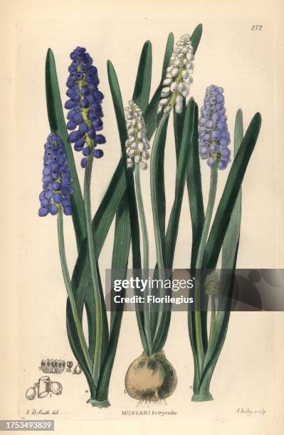 Grape hyacinth, Muscari botryoides. Handcoloured copperplate engraving by A. Bailey after Edwin Dalton Smith from John Lindley and Robert Sweet's...