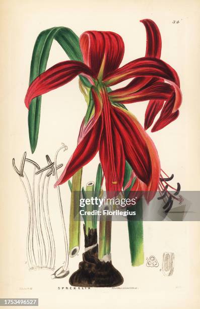 Crimson Jacobean lily, Sprekelia formosissima. Handcoloured copperplate engraving by Weddell after Edwin Dalton Smith from John Lindley and Robert...