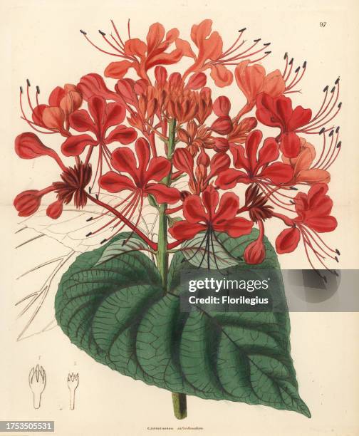 Hill glory bower, Clerodendrum infortunatum . Handcoloured copperplate engraving by G. Barclay after Miss Sarah Drake from John Lindley and Robert...