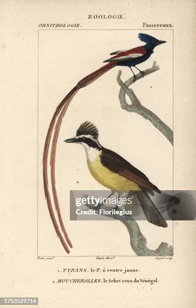 Great kiskadee or kikiwi, Pitangus sulphuratus, and Asian paradise flycatcher, Terpsiphone paradisi. Handcoloured copperplate stipple engraving from...