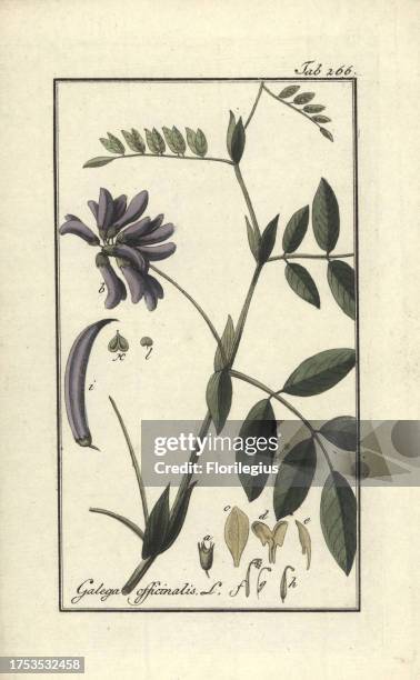 Goat's rue or French lilac, Galega officinalis. Handcoloured copperplate botanical engraving from Johannes Zorn's 'Afbeelding der Artseny-Gewassen,'...