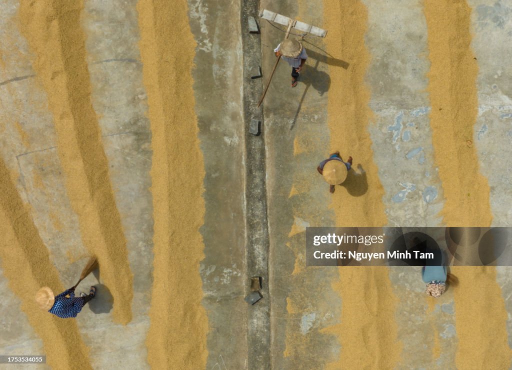 Yard Rice Aerial Photo Of Rice Drying Yard In The Mekong Delta Processing And ...