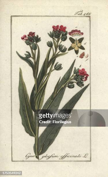 Houndstongue, Cynoglossum officinale. Handcoloured copperplate botanical engraving from Johannes Zorn's 'Afbeelding der Artseny-Gewassen,' Jan...