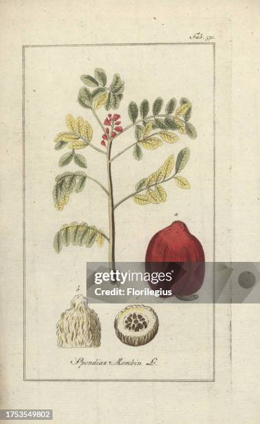 Hog plum tree, Spondias mombin. Handcoloured copperplate botanical engraving from Johannes Zorn's 'Afbeelding der Artseny-Gewassen,' Jan Christiaan...